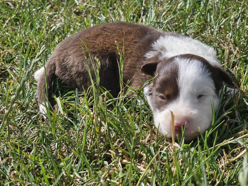Border Collie Welpen