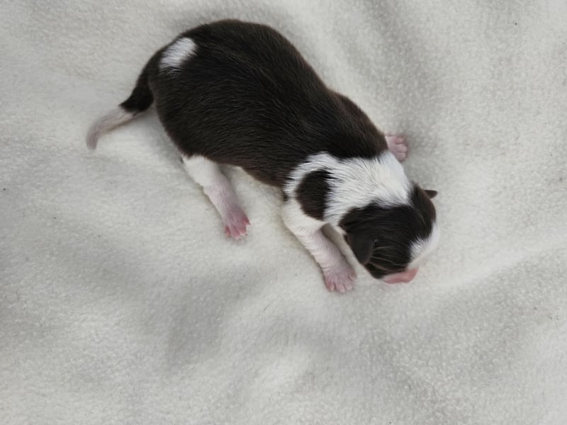 Border Collie Welpen