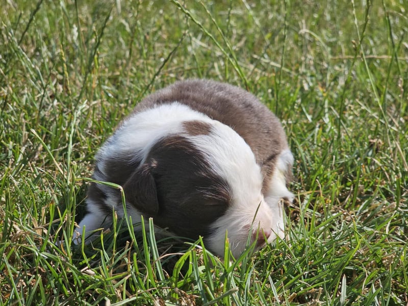 Border Collie Welpen