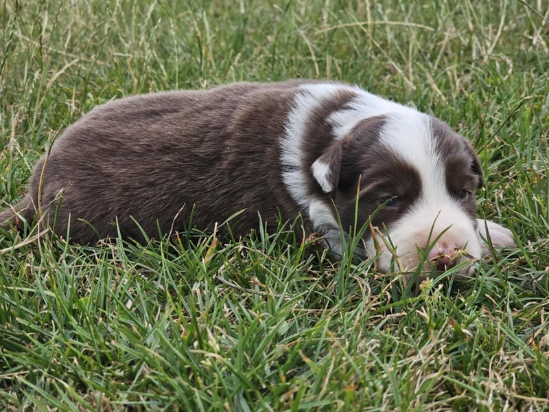 Border Collie Welpen