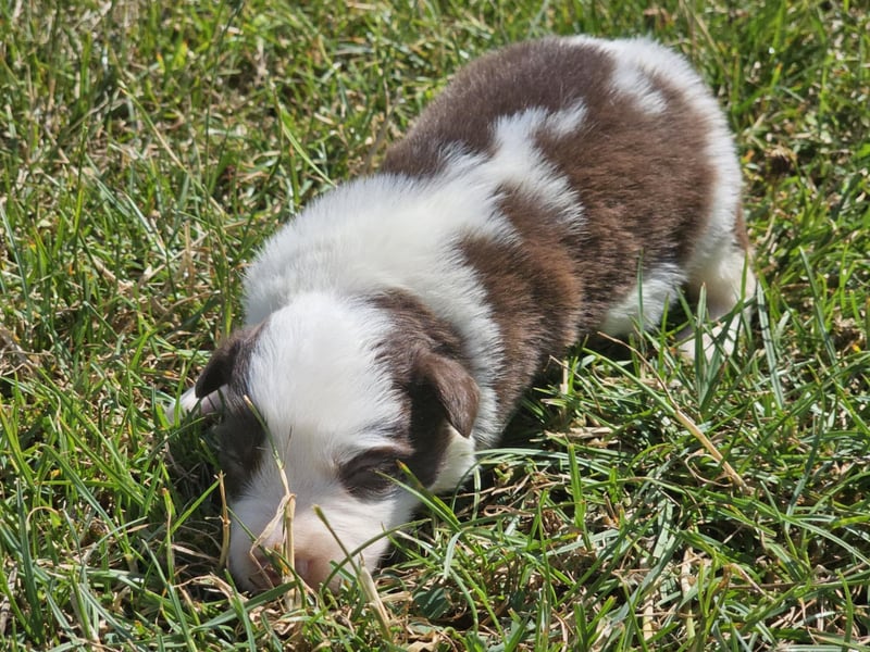 Border Collie Welpen