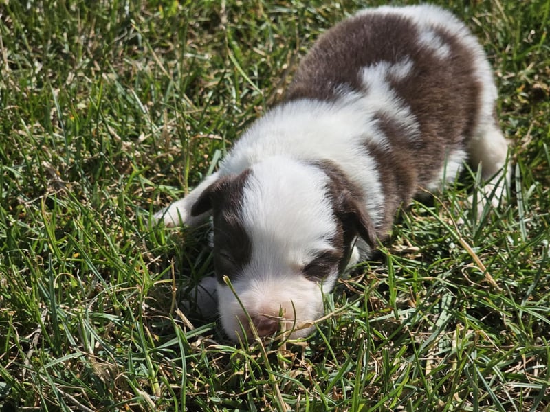 Border Collie Welpen