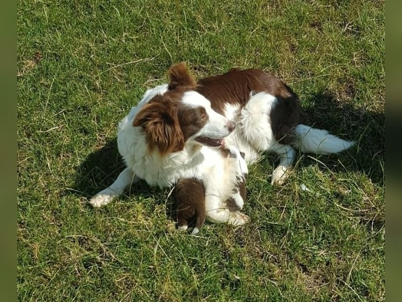 Border Collie Welpen