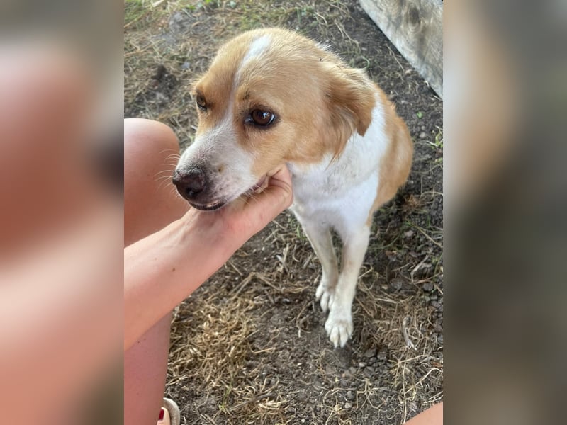 Ella,  liebe Mischlingshündin ❤️