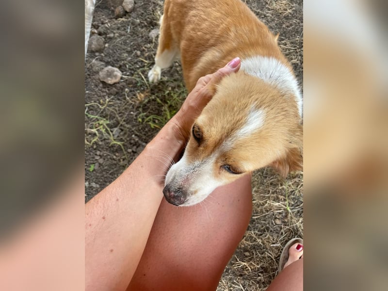 Ella,  liebe Mischlingshündin ❤️