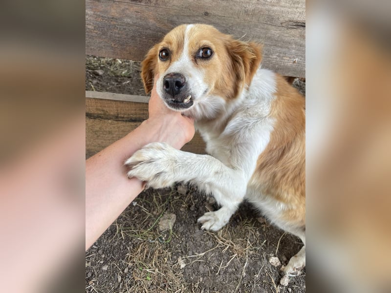 Ella,  liebe Mischlingshündin ❤️