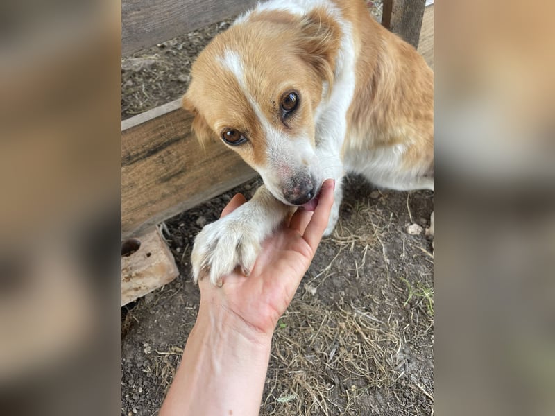 Ella,  liebe Mischlingshündin ❤️