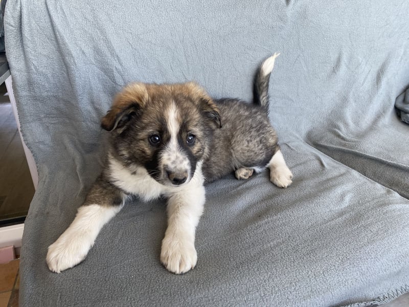 Letzte Hündin aus liebevollem Wurf – Border Collie x Australian Shepherd/Schäferhund – ab 02.05. abz