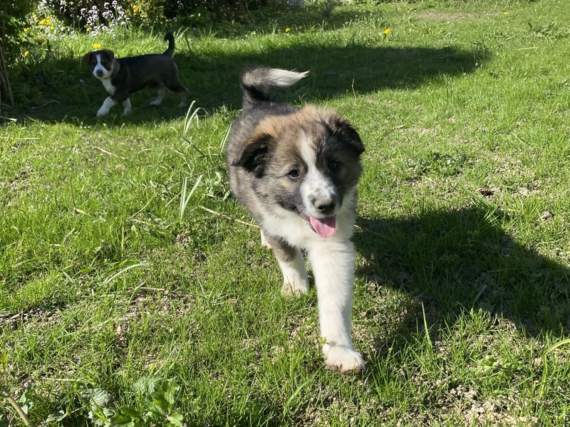 Letzte Hündin aus liebevollem Wurf – Border Collie x Australian Shepherd/Schäferhund – ab 02.05. abz