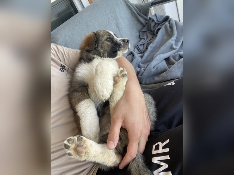 Letzte Hündin aus liebevollem Wurf – Border Collie x Australian Shepherd/Schäferhund – ab 02.05. abz
