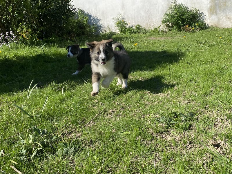 Letzte Hündin aus liebevollem Wurf – Border Collie x Australian Shepherd/Schäferhund – ab 02.05. abz