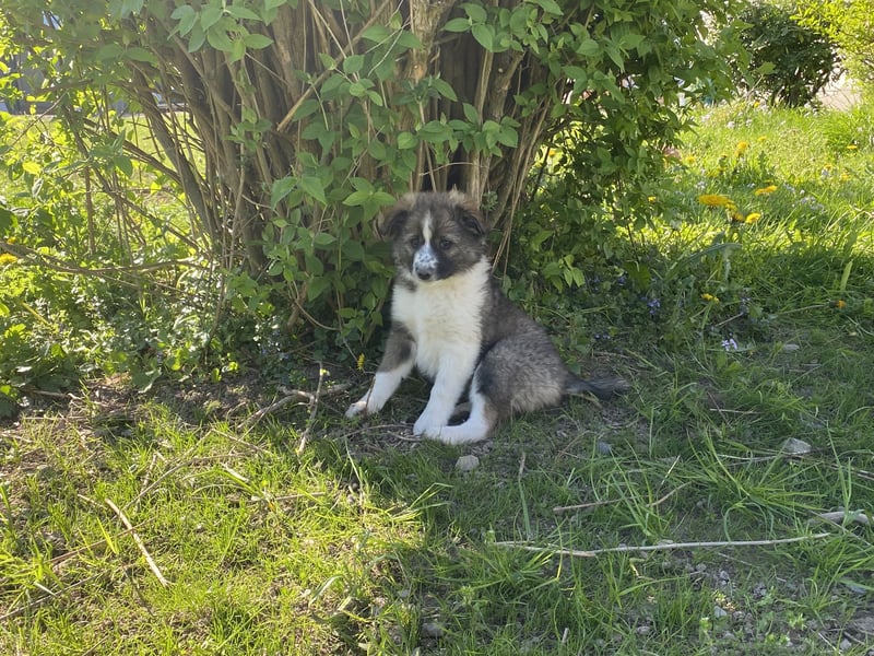 Letzte Hündin aus liebevollem Wurf – Border Collie x Australian Shepherd/Schäferhund – ab 02.05. abz