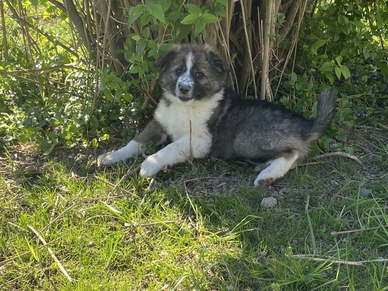 Letzte Hündin aus liebevollem Wurf – Border Collie x Australian Shepherd/Schäferhund – ab 02.05. abz