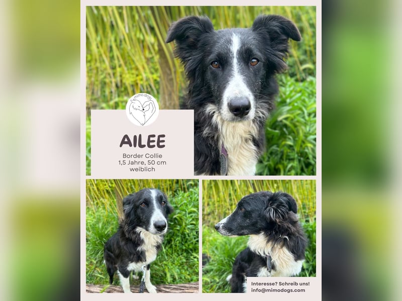 Ailee: Border-Collie-Hündin sucht Zuhause