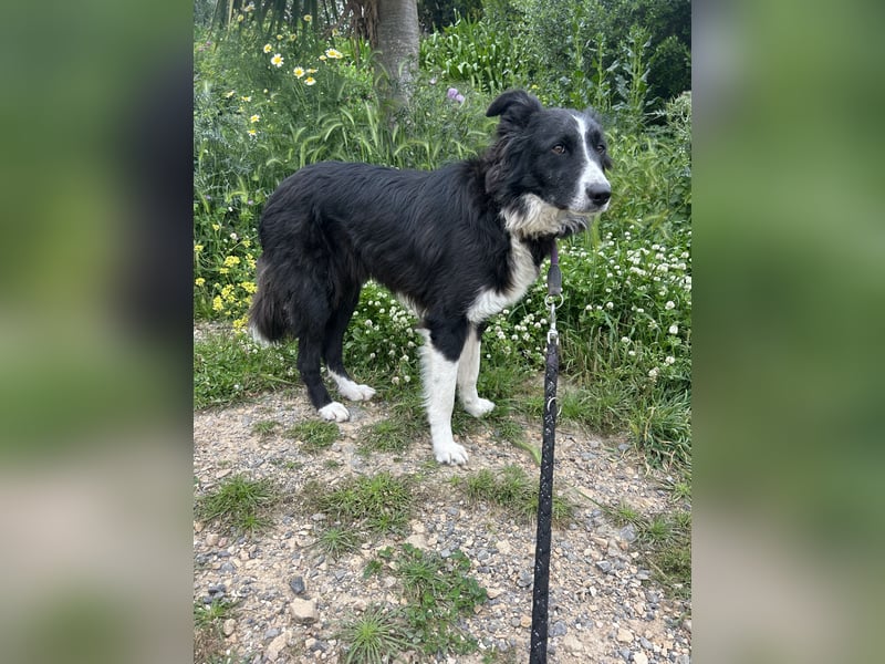 Ailee: Border-Collie-Hündin sucht Zuhause