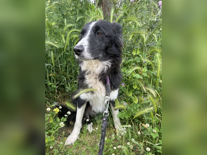 Ailee: Border-Collie-Hündin sucht Zuhause