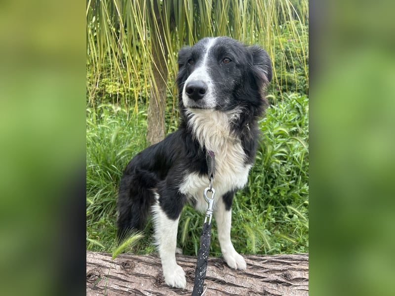Ailee: Border-Collie-Hündin sucht Zuhause