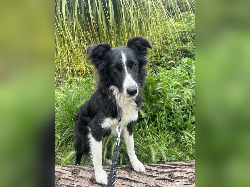 Ailee: Border-Collie-Hündin sucht Zuhause