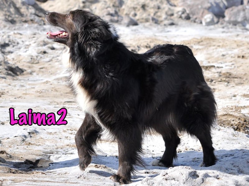 Laima2 01/2021 - sportliche und aufmerksame, wunderschöne Border-Collie-Mix Hündin!