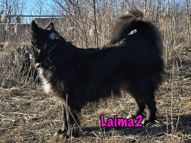 Laima2 01/2021 - sportliche und aufmerksame, wunderschöne Border-Collie-Mix Hündin!