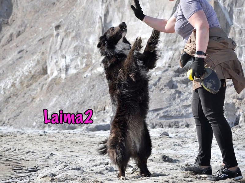 Laima2 01/2021 - sportliche und aufmerksame, wunderschöne Border-Collie-Mix Hündin!