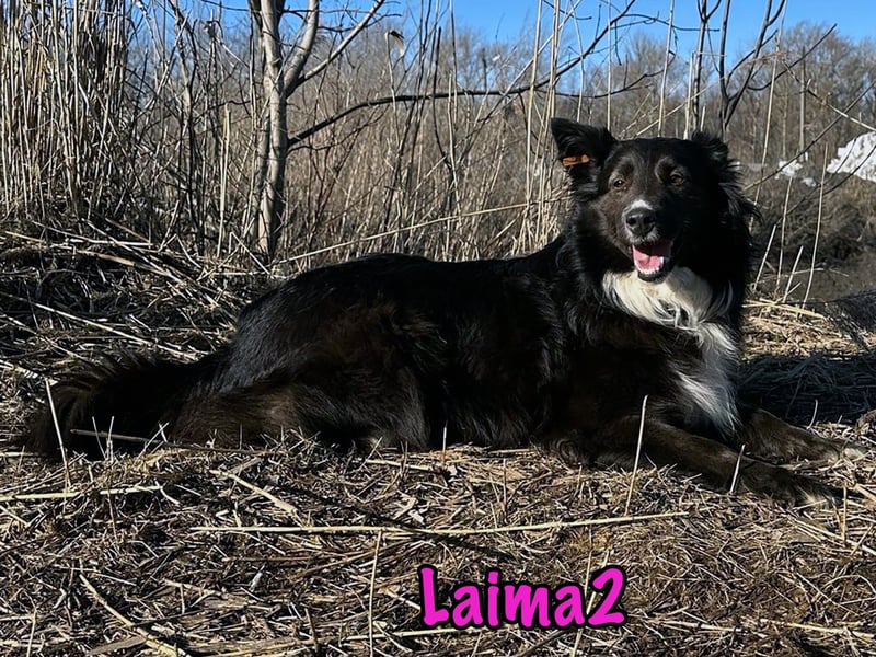 Laima2 01/2021 - sportliche und aufmerksame, wunderschöne Border-Collie-Mix Hündin!