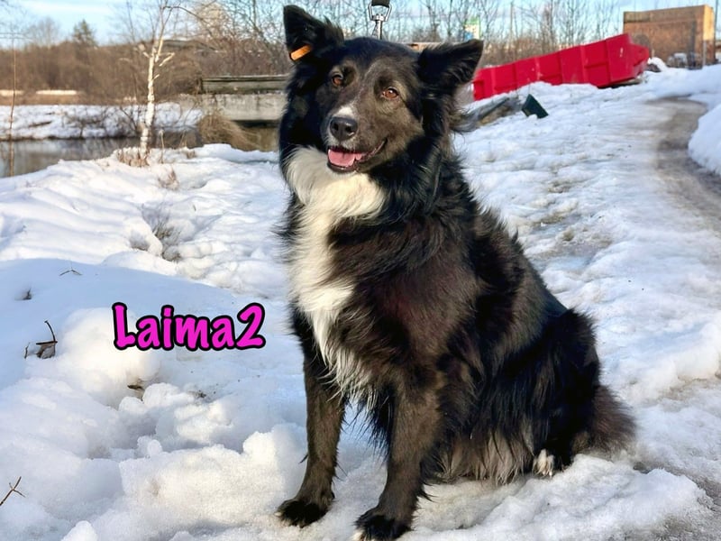 Laima2 01/2021 - sportliche und aufmerksame, wunderschöne Border-Collie-Mix Hündin!