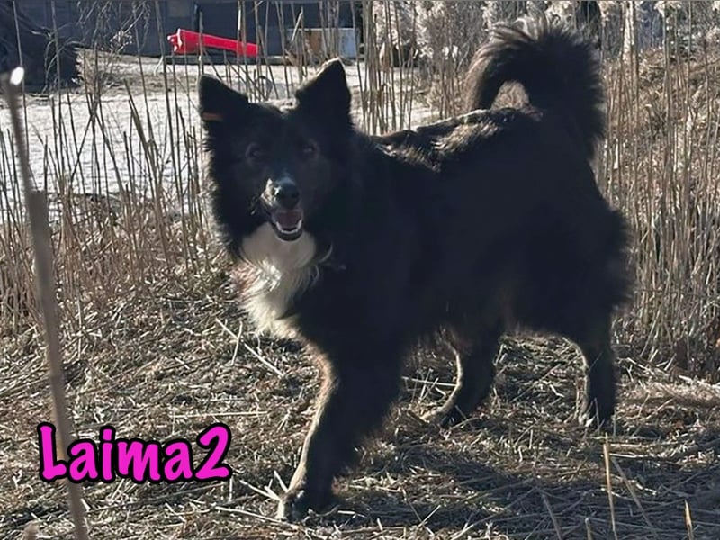 Laima2 01/2021 - sportliche und aufmerksame, wunderschöne Border-Collie-Mix Hündin!