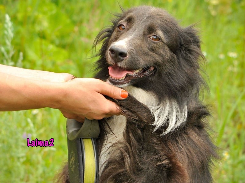 Laima2 01/2021 - sportliche und aufmerksame, wunderschöne Border-Collie-Mix Hündin!