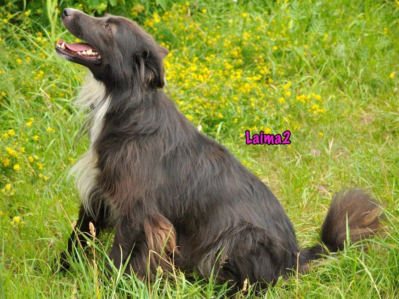 Laima2 01/2021 - sportliche und aufmerksame, wunderschöne Border-Collie-Mix Hündin!
