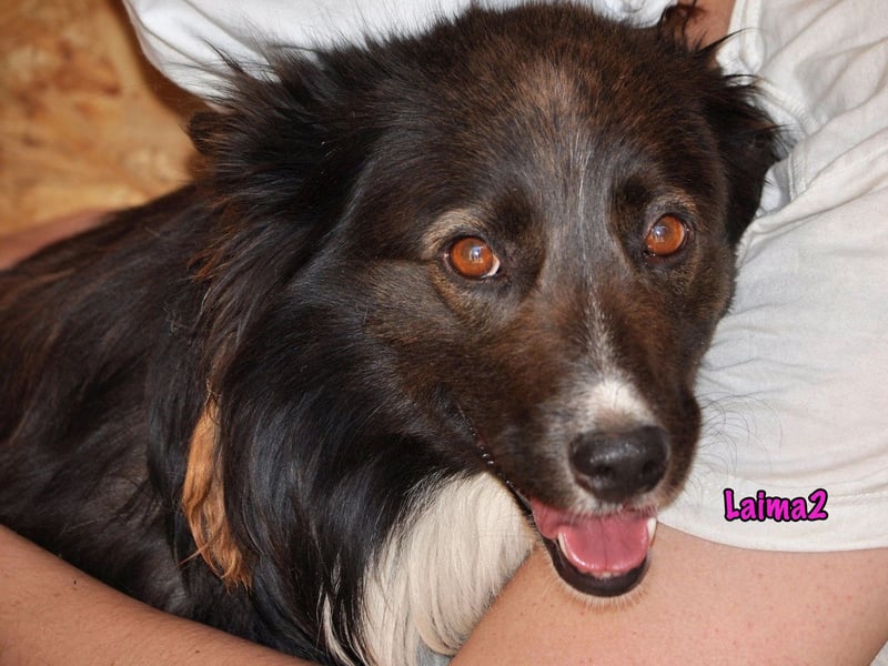 Laima2 01/2021 - sportliche und aufmerksame, wunderschöne Border-Collie-Mix Hündin!