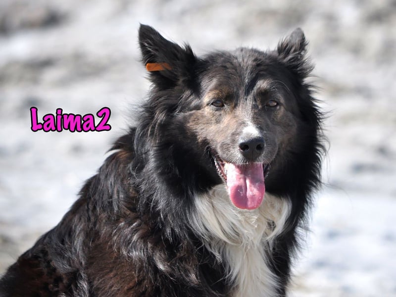 Laima2 01/2021 - sportliche und aufmerksame, wunderschöne Border-Collie-Mix Hündin!