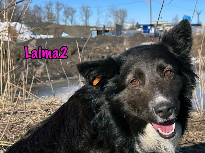 Laima2 01/2021 - sportliche und aufmerksame, wunderschöne Border-Collie-Mix Hündin!
