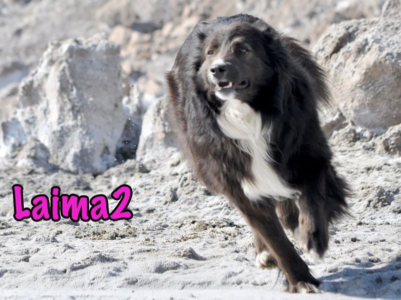 Laima2 01/2021 - sportliche und aufmerksame, wunderschöne Border-Collie-Mix Hündin!