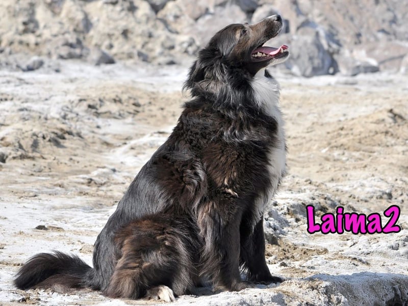 Laima2 01/2021 - sportliche und aufmerksame, wunderschöne Border-Collie-Mix Hündin!