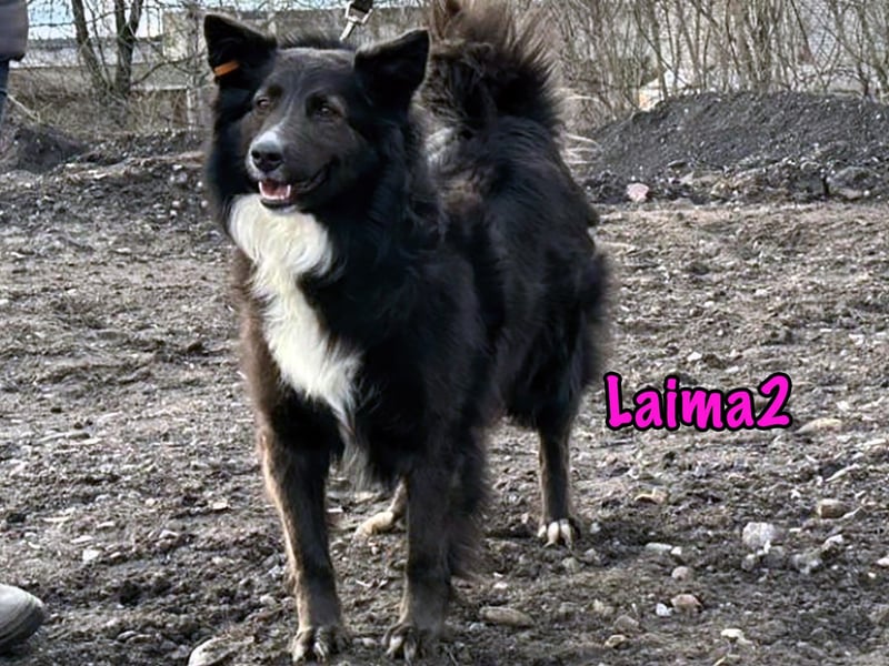 Laima2 01/2021 - sportliche und aufmerksame, wunderschöne Border-Collie-Mix Hündin!
