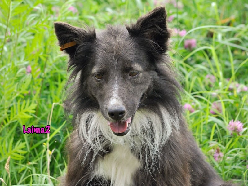 Laima2 01/2021 - sportliche und aufmerksame, wunderschöne Border-Collie-Mix Hündin!