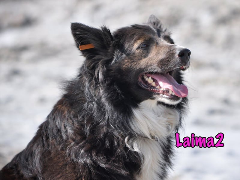 Laima2 01/2021 - sportliche und aufmerksame, wunderschöne Border-Collie-Mix Hündin!