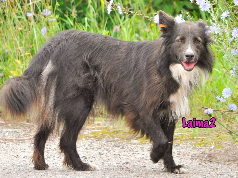 Laima2 01/2021 - sportliche und aufmerksame, wunderschöne Border-Collie-Mix Hündin!