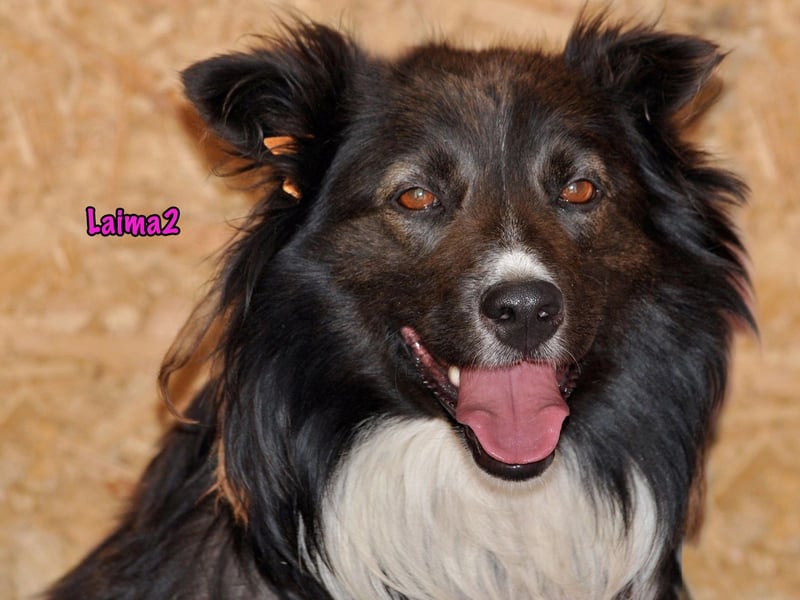 Laima2 01/2021 - sportliche und aufmerksame, wunderschöne Border-Collie-Mix Hündin!