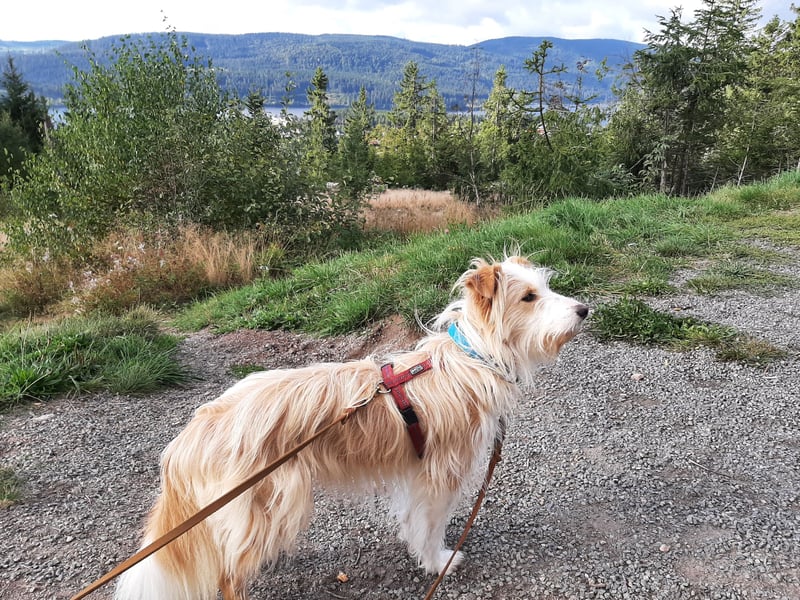 liebe  Langhaar Border Collie Mix  Hündin, creme,  6  Jahre von privat /  Schwarzwald