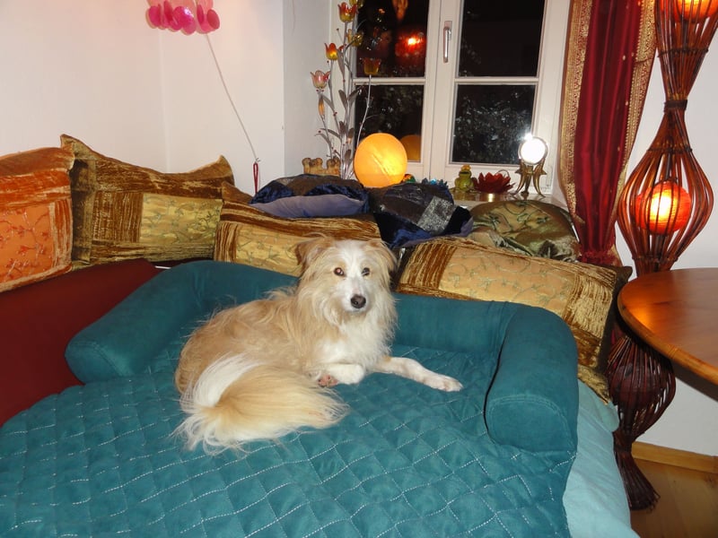 liebe  Langhaar Border Collie Mix  Hündin, creme,  6  Jahre von privat /  Schwarzwald