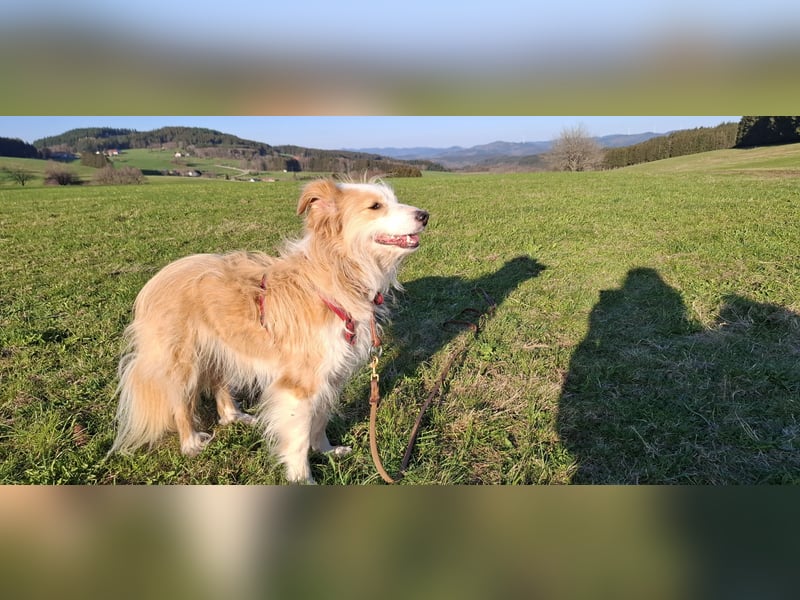 liebe  Langhaar Border Collie Mix  Hündin, creme,  6  Jahre von privat /  Schwarzwald