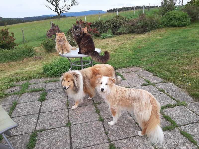 liebe  Langhaar Border Collie Mix  Hündin, creme,  6  Jahre von privat /  Schwarzwald