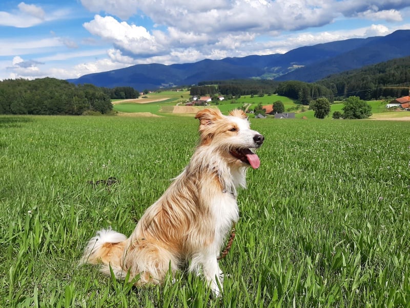 liebe  Langhaar Border Collie Mix  Hündin, creme,  6  Jahre von privat /  Schwarzwald