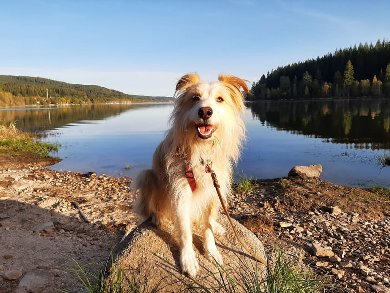 liebe  Langhaar Border Collie Mix  Hündin, creme,  6  Jahre von privat /  Schwarzwald