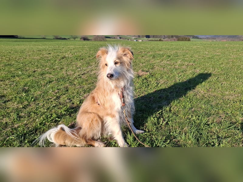 liebe  Langhaar Border Collie Mix  Hündin, creme,  6  Jahre von privat /  Schwarzwald