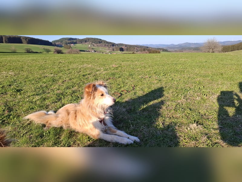 liebe  Langhaar Border Collie Mix  Hündin, creme,  6  Jahre von privat /  Schwarzwald