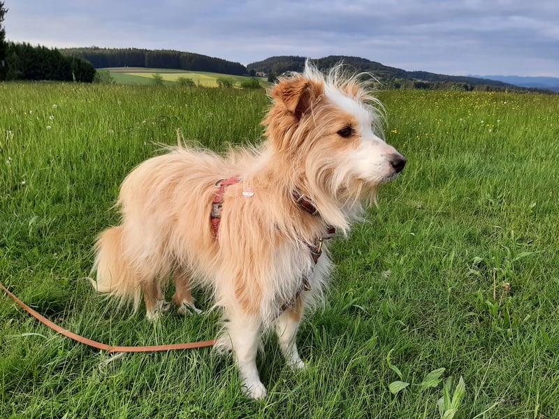 liebe  Langhaar Border Collie Mix  Hündin, creme,  6  Jahre von privat /  Schwarzwald