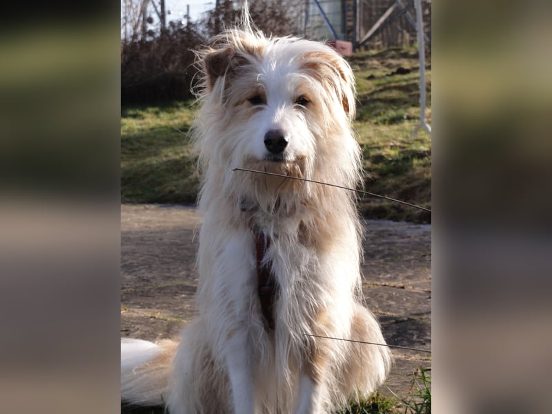 liebe  Langhaar Border Collie Mix  Hündin, creme,  6  Jahre von privat /  Schwarzwald